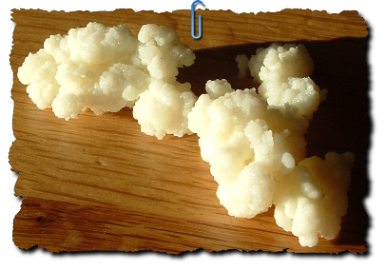 Onze melkkefir